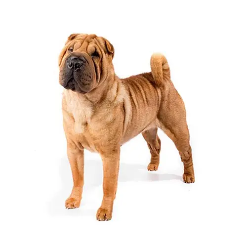 Shar-Pei